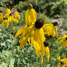 Load image into Gallery viewer, *Pollinator Garden Collection* ("Love Thy Pollineighbor")