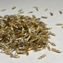 Load image into Gallery viewer, Cornflower, Blue (Centaurea cyanus)