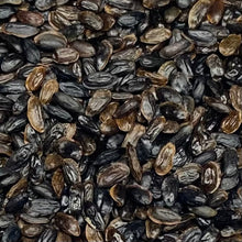 Load image into Gallery viewer, Balloon Flower (Platycodon grandiflorus)