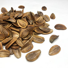 Load image into Gallery viewer, Fennel, Giant (Ferula communis)