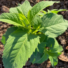 Load image into Gallery viewer, Bee Balm (Wild Bergamot)