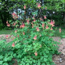Load image into Gallery viewer, Columbine, Eastern Red (Aquilegia canadensis)
