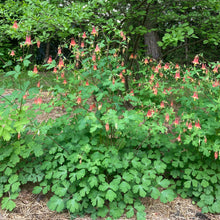 Load image into Gallery viewer, Columbine, Eastern Red (Aquilegia canadensis)