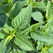 Load image into Gallery viewer, Bee Balm (Wild Bergamot)