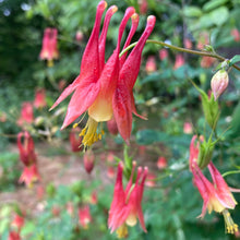 Load image into Gallery viewer, Columbine, Eastern Red (Aquilegia canadensis)