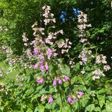 Load image into Gallery viewer, *Pollinator Garden Collection* ("Love Thy Pollineighbor")