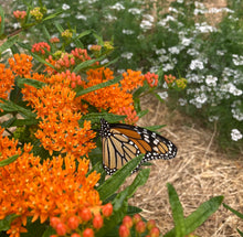 Load image into Gallery viewer, *Pollinator Garden Collection* ("Love Thy Pollineighbor")