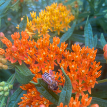 Load image into Gallery viewer, *Pollinator Garden Collection* ("Love Thy Pollineighbor")