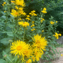 Load image into Gallery viewer, *Medicine Garden Collection* ("Be Well Stocked")