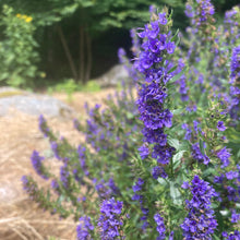 Load image into Gallery viewer, *Pollinator Garden Collection* ("Love Thy Pollineighbor")