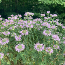 Load image into Gallery viewer, *Pollinator Garden Collection* ("Love Thy Pollineighbor")