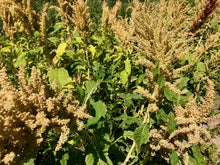 Load image into Gallery viewer, Huatl Amaranth