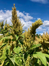 Load image into Gallery viewer, Huatl Amaranth