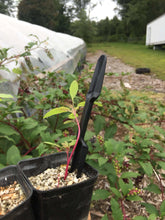 Load image into Gallery viewer, Widger Dibber Set