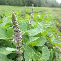 Load image into Gallery viewer, *Tea Garden Collection* ("Steeped in Healing")