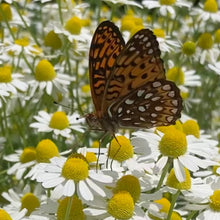 Load image into Gallery viewer, *Tea Garden Collection* ("Steeped in Healing")