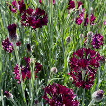 Load image into Gallery viewer, Purple Bachelor's Button