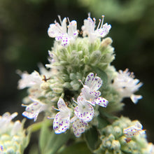 Load image into Gallery viewer, *Tea Garden Collection* ("Steeped in Healing")