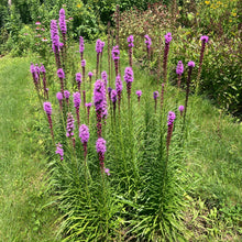 Load image into Gallery viewer, *Pollinator Garden Collection* ("Love Thy Pollineighbor")