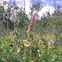 Load image into Gallery viewer, Hyssop, Nettleleaf Giant (Agastache urticifolia)