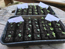 Load image into Gallery viewer, Micro 20 Soil Blocker