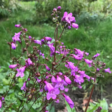 Load image into Gallery viewer, *Pollinator Garden Collection* ("Love Thy Pollineighbor")