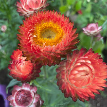 Load image into Gallery viewer, Strawflower, Apricot/Peach Mix