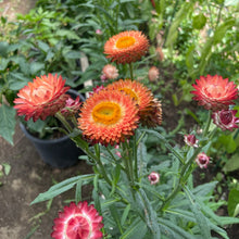 Load image into Gallery viewer, Strawflower, Apricot/Peach Mix