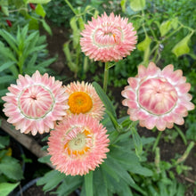 Load image into Gallery viewer, Strawflower, Apricot/Peach Mix