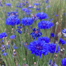 Load image into Gallery viewer, Cornflower, Blue (Centaurea cyanus)