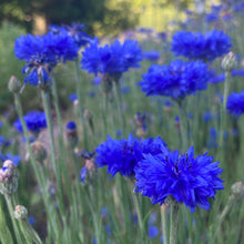 Load image into Gallery viewer, Cornflower, Blue (Centaurea cyanus)