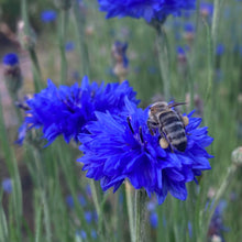 Load image into Gallery viewer, Cornflower, Blue (Centaurea cyanus)