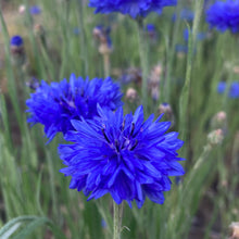 Load image into Gallery viewer, Cornflower, Blue (Centaurea cyanus)