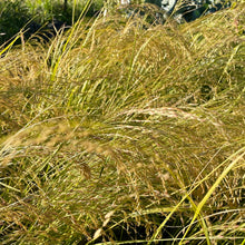 Load image into Gallery viewer, Ivory Teff