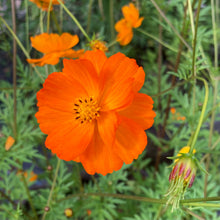 Load image into Gallery viewer, Cosmos, Orange (Cosmos sulphureus)