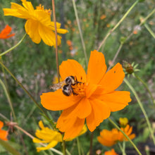 Load image into Gallery viewer, Cosmos, Orange (Cosmos sulphureus)
