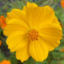 Load image into Gallery viewer, Cosmos, Orange (Cosmos sulphureus)