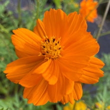 Load image into Gallery viewer, Cosmos, Orange (Cosmos sulphureus)