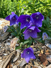 Load image into Gallery viewer, Balloon Flower (Platycodon grandiflorus)