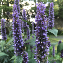 Load image into Gallery viewer, *Tea Garden Collection* ("Steeped in Healing")