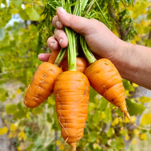 Load image into Gallery viewer, Kinko 6" Chantenay Carrot