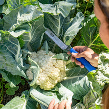 Load image into Gallery viewer, Harvest Knife for Spinach & Leafy Greens- Serrated
