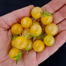 Load image into Gallery viewer, Coyote Tomato