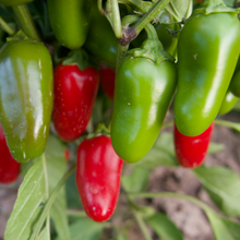 Load image into Gallery viewer, Early Jalapeño Peppers