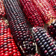 Load image into Gallery viewer, Red Rainbow Corn Landrace