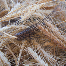 Load image into Gallery viewer, Heritage Grains Mix (Wheat, Barley & Rye)