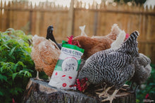 Load image into Gallery viewer, GrubTerra Black Soldier Fly Larvae