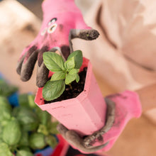 Load image into Gallery viewer, 3.3" Heavy Duty Seed Starting Pots with Inserts