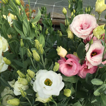 Load image into Gallery viewer, Trellis Netting | 6" Mesh