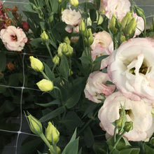 Load image into Gallery viewer, Trellis Netting | 6" Mesh